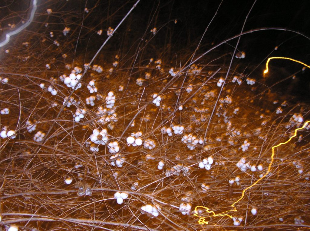 White berries and experimenting with lightning effects