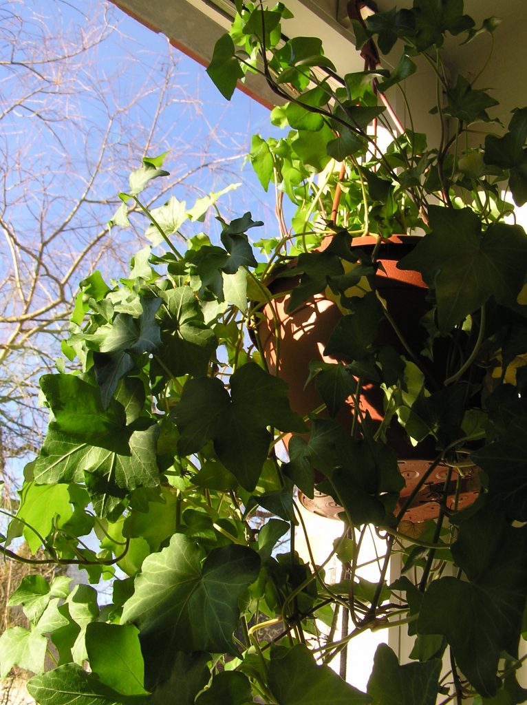 leaves