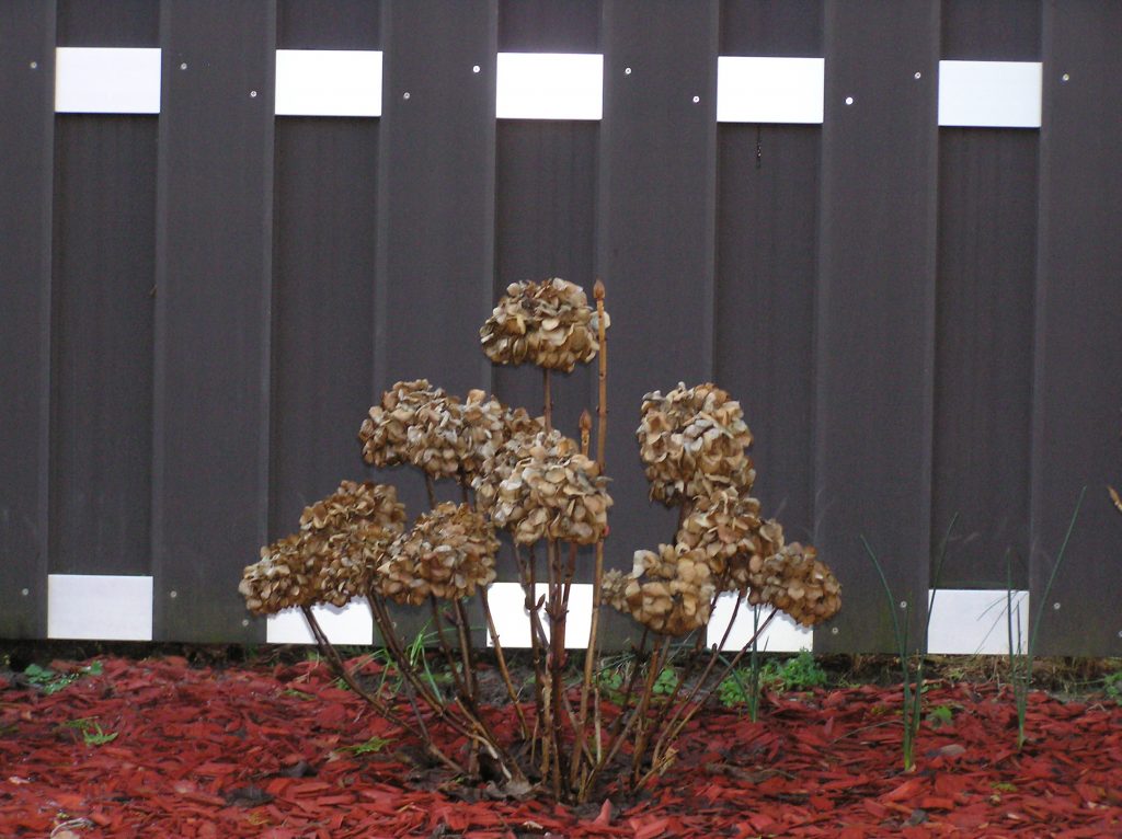 dead flower on red ground