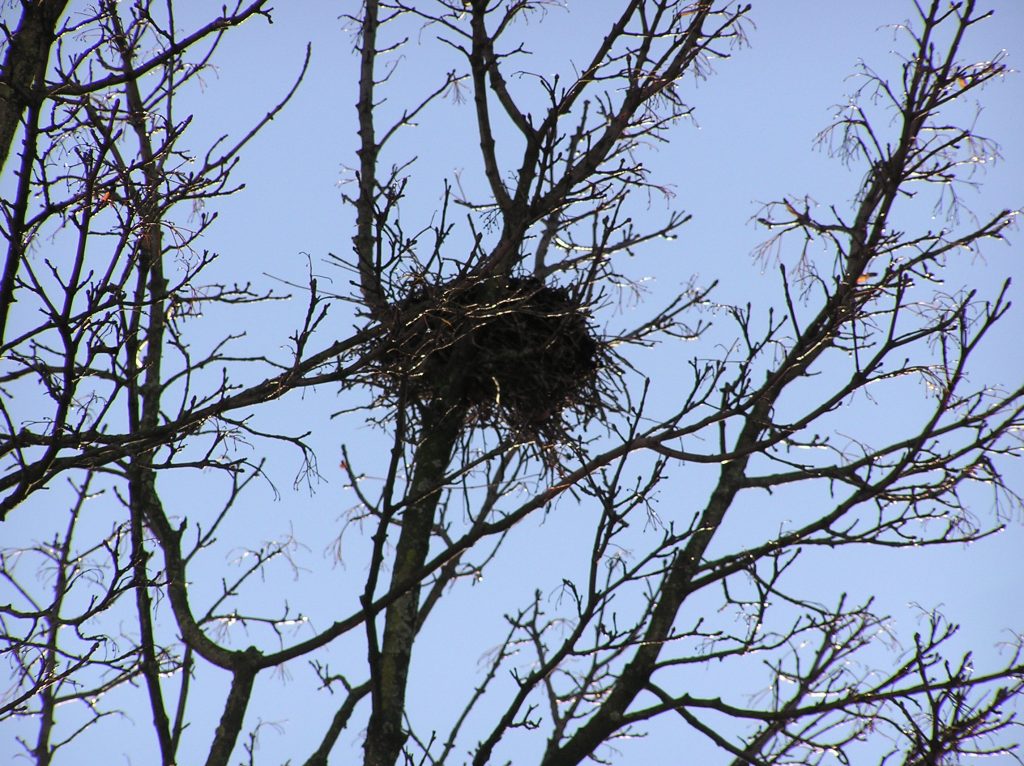 Birds nest