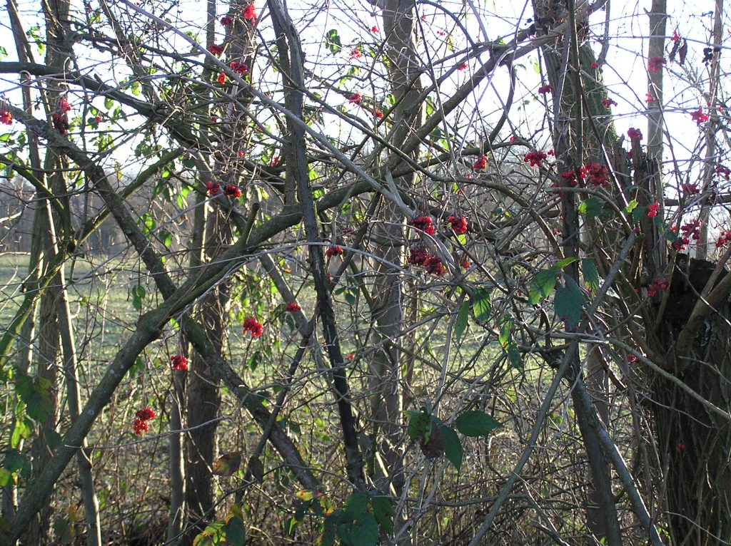 red berries