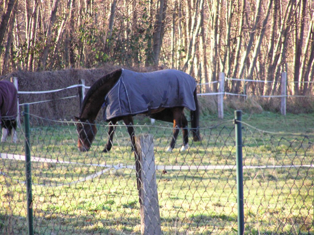 Horse eating grass