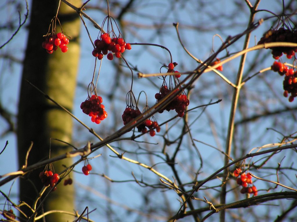 red berries hanging off tree