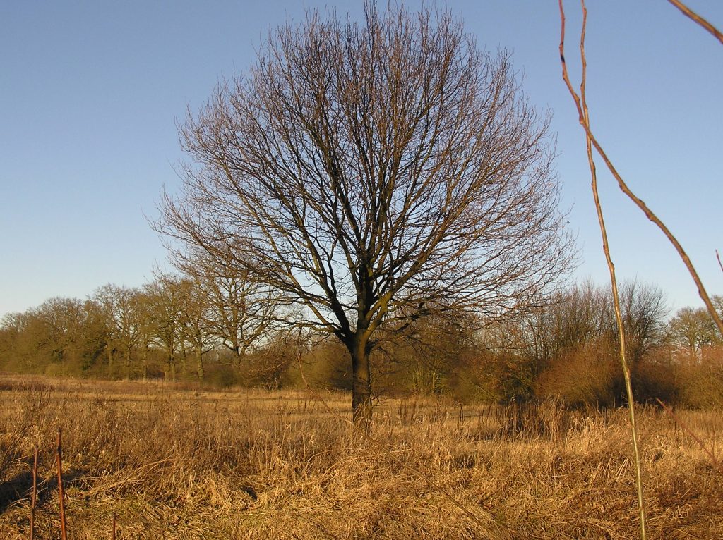 tree in africa?