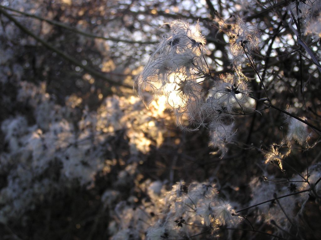 light and trees