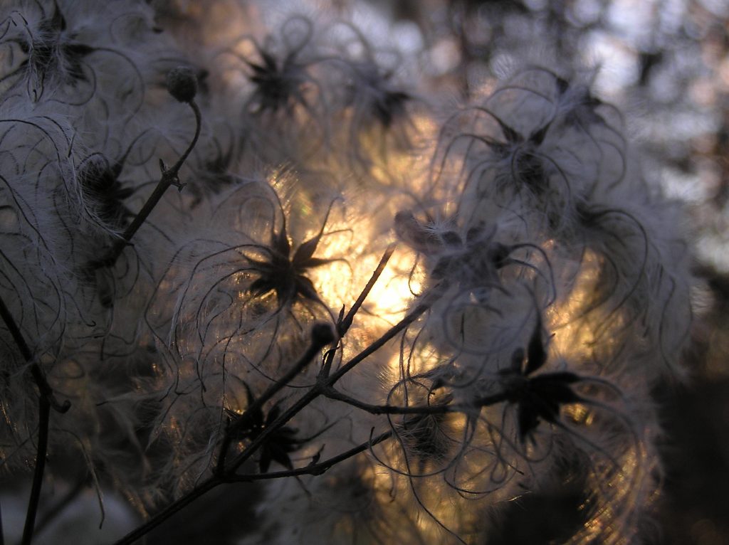 light and trees