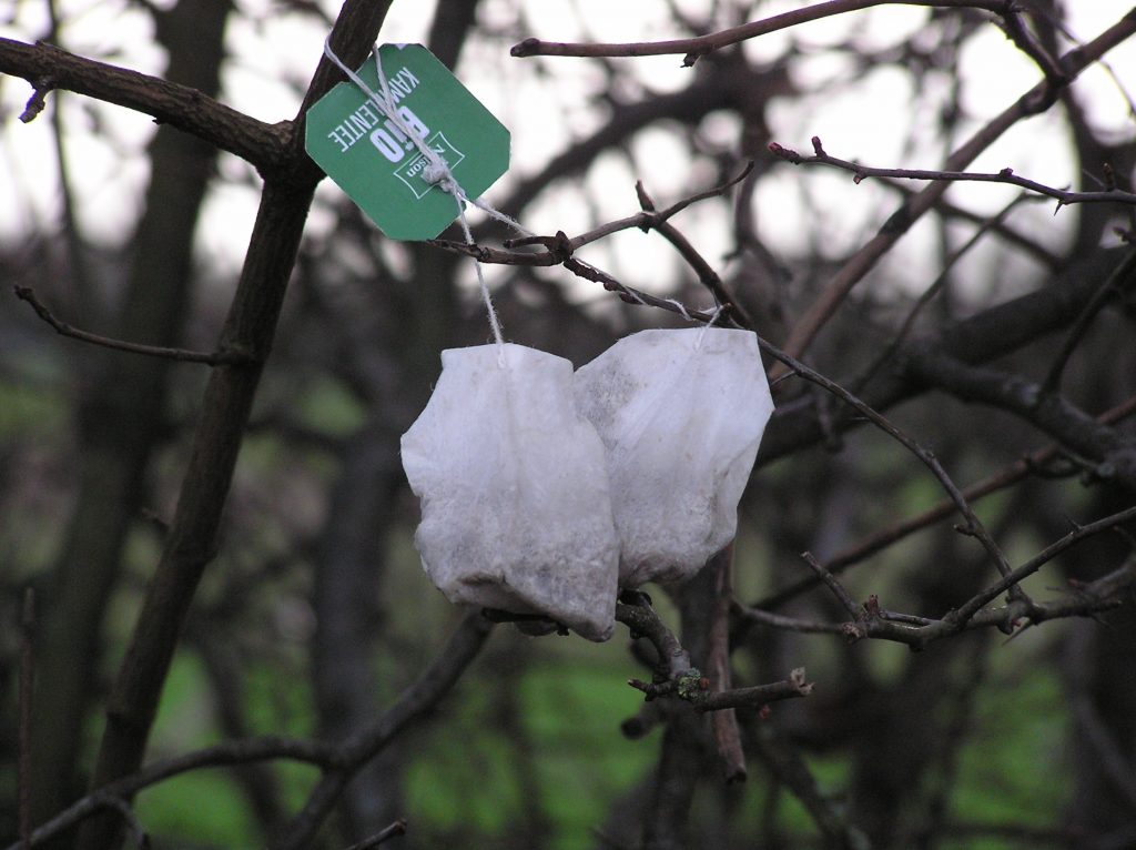 Someone put tea bags on a bush