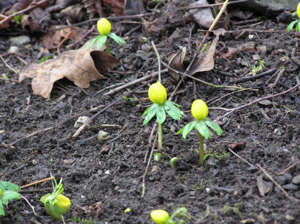 soon to be blooming flowers-a first glimpse of spring